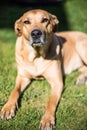 Rhodesian ridgeback - resting on the green grass Royalty Free Stock Photo