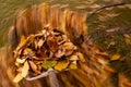 Autumn in the garden. Shovel with fallen leaves in motion over the grass of a yard. Yardwork.