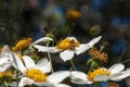 Bee perched on white flower of montanoa grandiflora or tree daisy