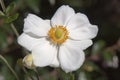 Close-up of Anemone Hupehensis or Japanese Anemone flower