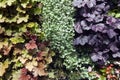 Colourful Heuchera leaves on a plant wall Royalty Free Stock Photo