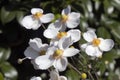 Flowers of Anemone Hupehensis or Japanese Anemone bush