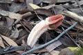 Lysurus mokusin also known lantern stinkhorn in among the wood chip