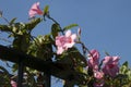 Pink flowering mandevilla vine growing on metal fence