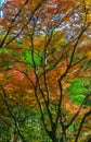 Autumn garden in Tokyo, Japan
