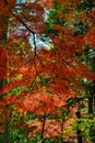 Autumn garden in Tokyo, Japan