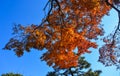 Autumn garden in Tokyo, Japan