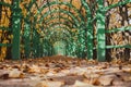 Autumn in a garden tunnel in the park Royalty Free Stock Photo