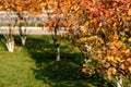 Autumn garden view of leaves. Autumn forest road landscape. Autumn leaves road view Royalty Free Stock Photo