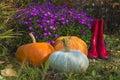 Autumn gardening concept. Royalty Free Stock Photo