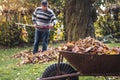 Autumn gardening. Wheelbarrow with fallen leaves Royalty Free Stock Photo