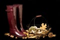 Autumn. Gathering of mushrooms. Rubber boots Burgundy color on a