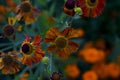 Autumn Gelenium. Orange flowers on a bright green and blurry background.