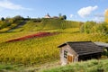 Vineyards above Gengenbachi in the Black forest