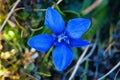 Autumn gentian alpine flower