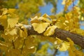 Autumn gingko leaves on the branch in the park Royalty Free Stock Photo