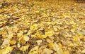 Autumn Ginkgo biloba leaves on the ground