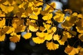 Autumn Ginkgo leaves background