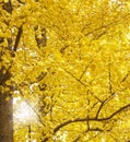 Autumn Ginkgo Leaves