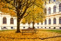 Autumn ginkgo tree in city park