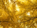 Autumn Ginkgo tree at Hokkaido University