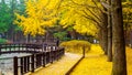 Autumn with ginkgo tree in Nami Island.