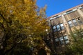 the with autumn ginkgo tree in Tokyo, Japan Nov 30 2023