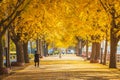 autumn ginkgo trees tunnel in the morning with yellow leaves besides Gokkyocheon Creek near Asan-si, Korea