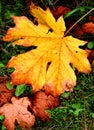 Autumn Glory