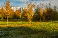 Autumn golden landscape in the morning