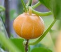 Autumn gold pumpkin Royalty Free Stock Photo