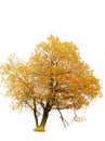 Autumn gold tree