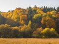 Autumn Gold Trees. Colorful forest in autumn. Royalty Free Stock Photo