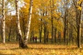 Autumn. Gold Trees in a park Royalty Free Stock Photo