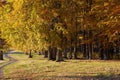 Autumn / Gold Trees in a park Royalty Free Stock Photo