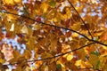 Autumn gold trident maple leaves on branch Royalty Free Stock Photo