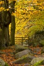 Autumn Gold in Woodland Royalty Free Stock Photo