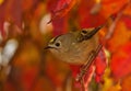 Autumn Goldcrest