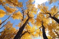 Autumn -- Golden Ash and Blue Sky Royalty Free Stock Photo