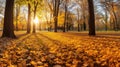 Autumn, Golden autumn scene in a park, with falling leaves, the sun shining through the trees and blue sky. morning sunlight. Royalty Free Stock Photo