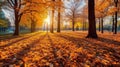 Autumn, Golden autumn scene in a park, with falling leaves, the sun shining through the trees and blue sky. morning sunlight. Royalty Free Stock Photo