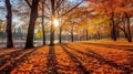 Autumn, Golden autumn scene in a park, with falling leaves, the sun shining through the trees and blue sky. morning sunlight. Royalty Free Stock Photo