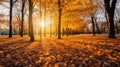 Autumn, Golden autumn scene in a park, with falling leaves, the sun shining through the trees and blue sky. morning sunlight. Royalty Free Stock Photo