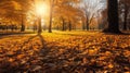 Autumn, Golden autumn scene in a park, with falling leaves, the sun shining through the trees and blue sky. morning sunlight. Royalty Free Stock Photo