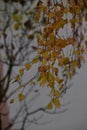 Autumn golden birch leaves on a branch Royalty Free Stock Photo