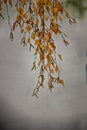 Autumn golden birch leaves on a branch Royalty Free Stock Photo