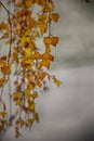 Autumn golden birch leaves on a branch Royalty Free Stock Photo