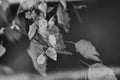 Autumn golden birch leaves on a branch Royalty Free Stock Photo