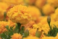 Autumn golden chrysanthemum Royalty Free Stock Photo