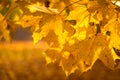 Autumn golden colors maple leaves